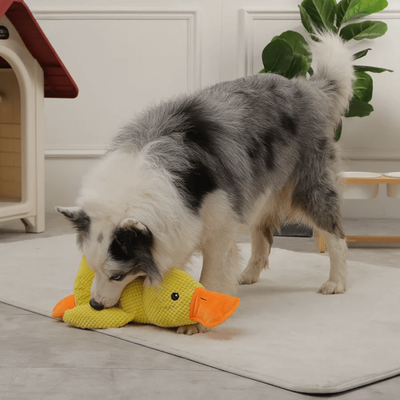 Coincoin Fluff™ | Canard apaisant pour chien