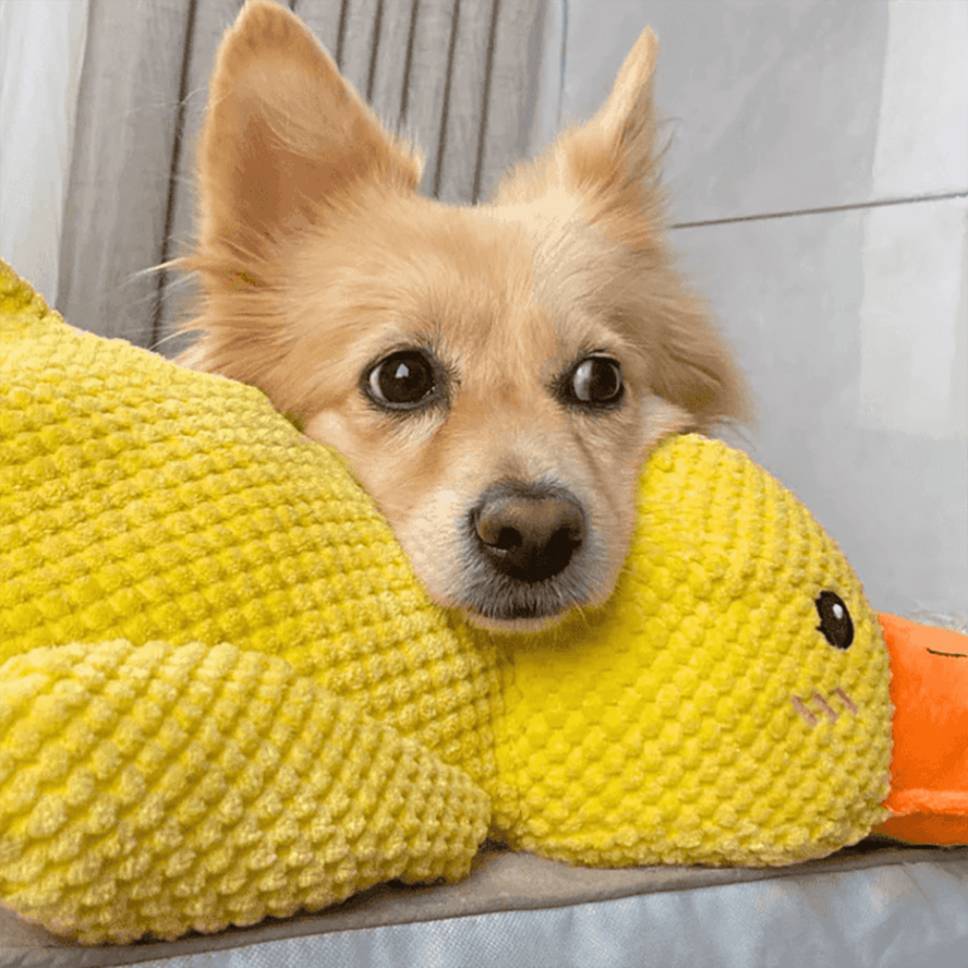 Coincoin Fluff™ | Canard apaisant pour chien