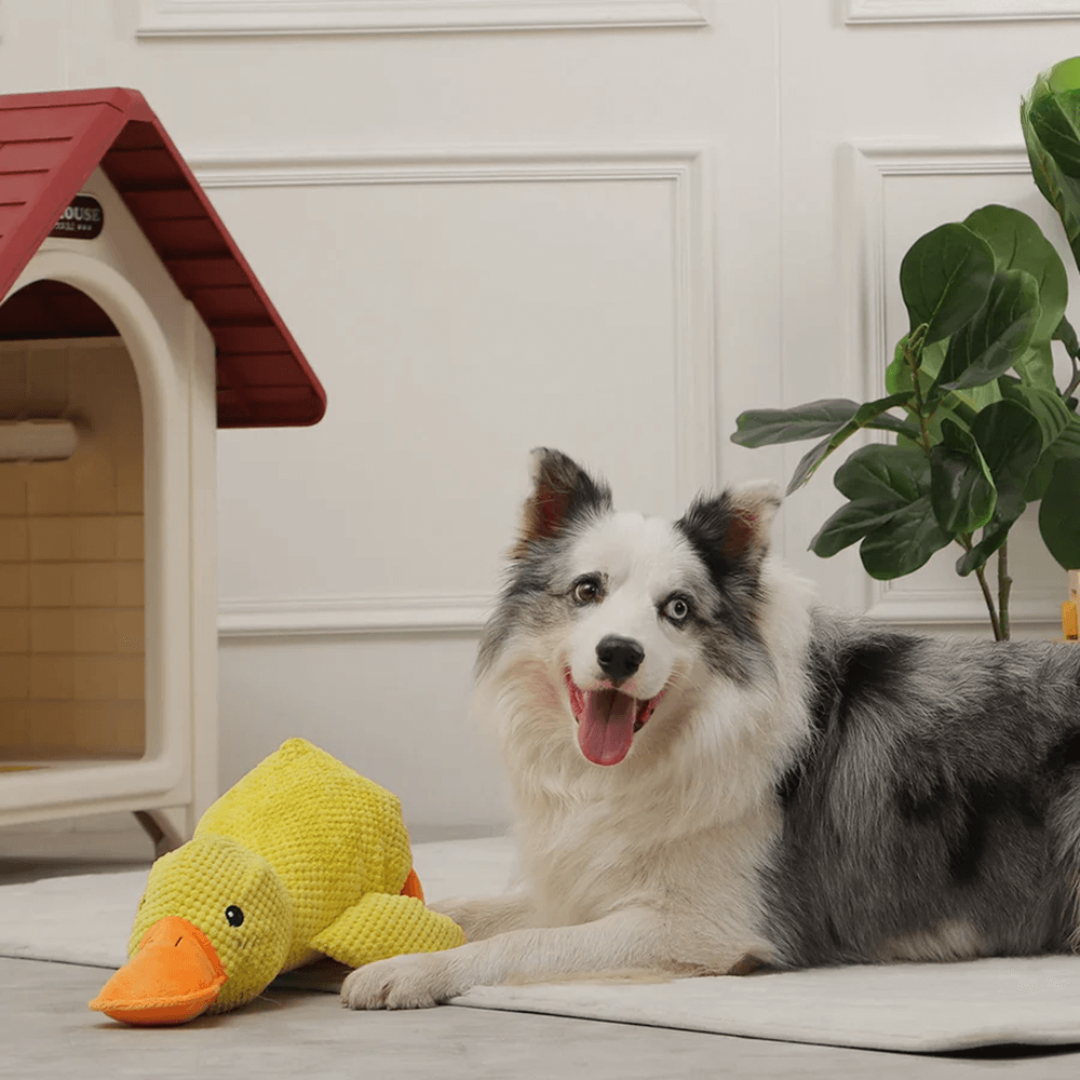 Coincoin Fluff™ | Canard apaisant pour chien