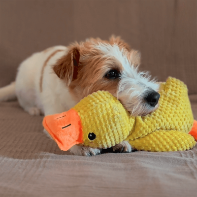 Coincoin Fluff™ | Canard apaisant pour chien