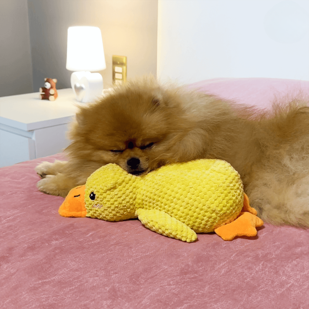 Coincoin Fluff™ | Canard apaisant pour chien